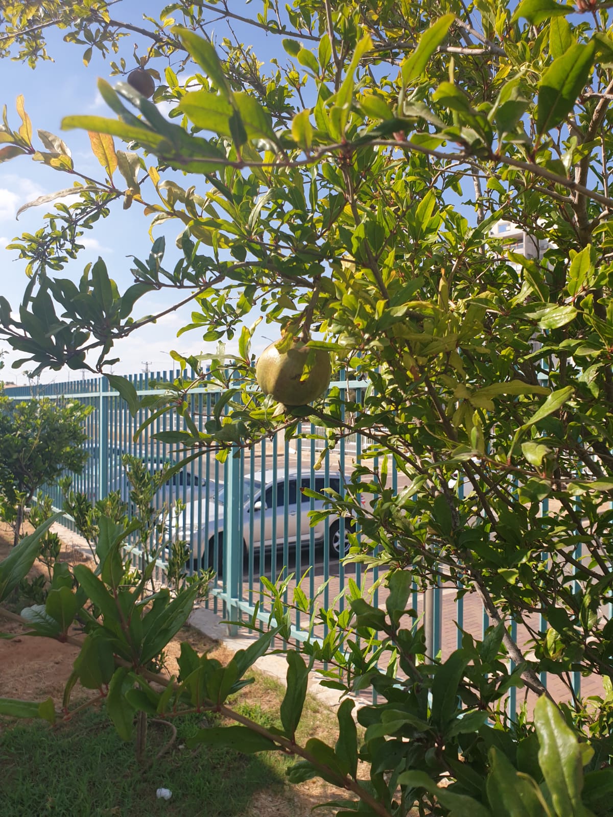 גינה קהילתית דיונה