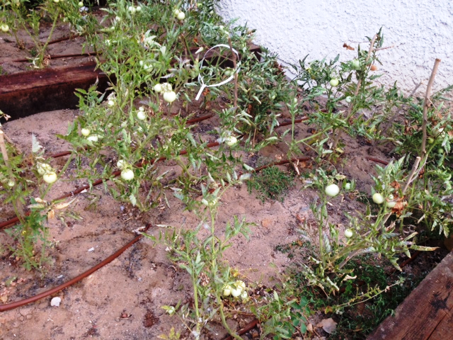 צמחים במועדון אמי חי
