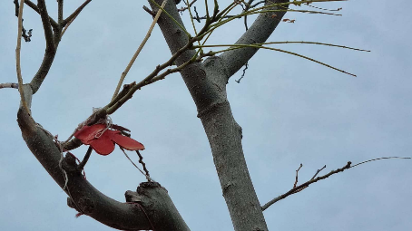 כשיונתן חיפש פרפרים ולא מצא